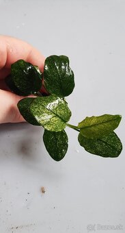 Anubias - 2