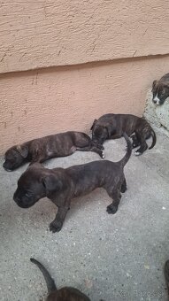 Predám Cane Corso Šteniatka - 2