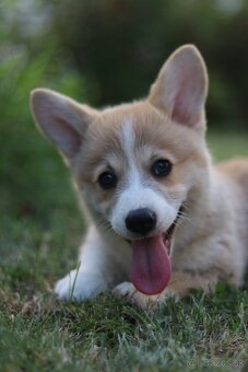 Welsh corgi pembroke s PP - 2