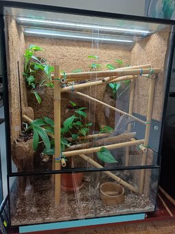 Terarium - 2
