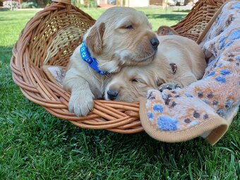 Zlatý Retriever - 2