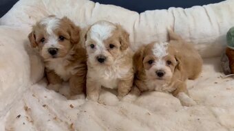 Exkluzív Maltipoo dievčatá a chlapci - 2