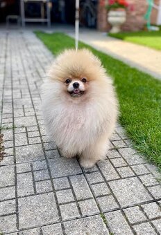 Nememcký špic/ Pomeranian - 2