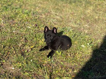 Nemecký ovčiak - 2