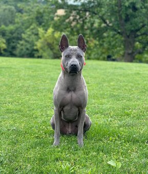 Thajský ridgeback - šteniatka - 2