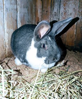 Meklenburský strakač samička - 2