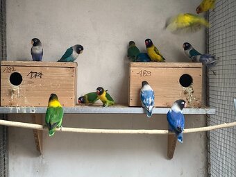 Agapornis fischeri - 2