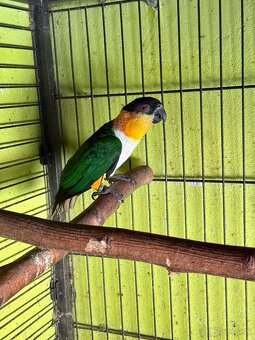 🟡🟢⚫️Chovný samec Amazonik Čiernotemenný🟡🟢⚫️ - 2