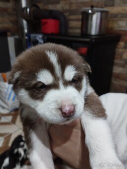 Sibírsky husky a - 2