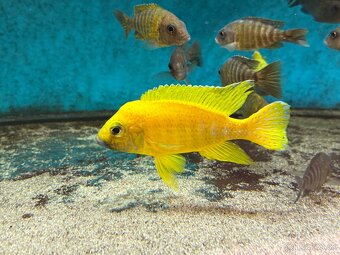 Aulonocara Baenschi Benga - 2