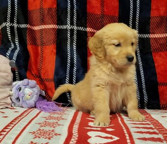 Šteniatka zlatý retriever - 2