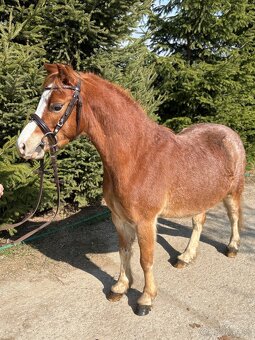 Ponik ideálny pre deti - 2