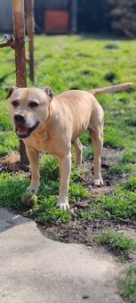 Ponúkam na krytie - 2