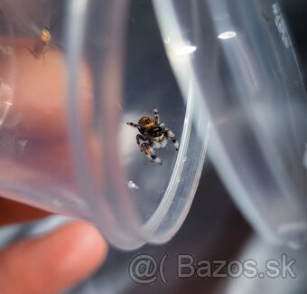 Phidippus regius „Everglades“ (Skákavka kráľovská) - 2