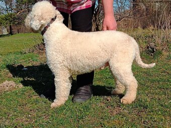 Lagotto Romagnolo - 2