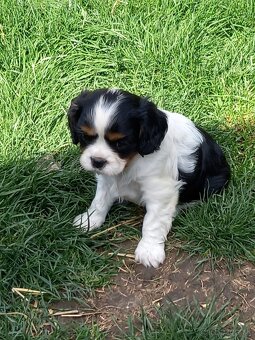 Cavalier king charles španiel - 2