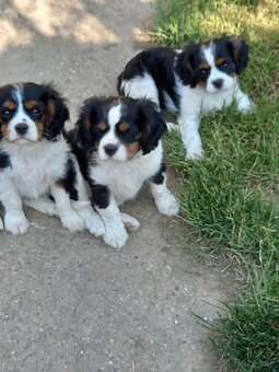 Cavalier king charles španiel - 2