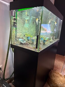 Akvarium juwel rio 180 (2021) - 2