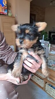 Yorkshire terrier - 2