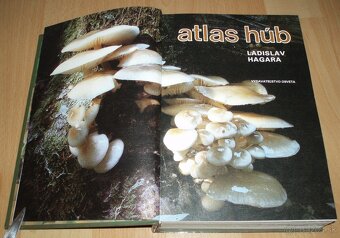 Atlas húb - 2
