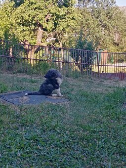 Predám šteniatko (psík) - 2