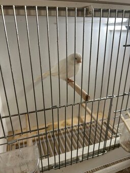 Kúpim Biele recesivne kanáriky - 2