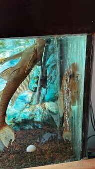 Predam akvarium Juwel 240 ako vidíte na fotkách aj 2 veľkými - 2