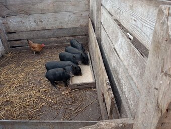 Vitnamské prasiatká - 2