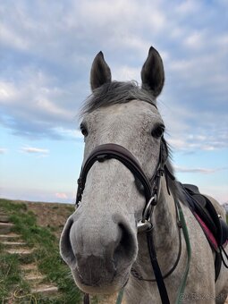 Anglický plnokrvník - 2