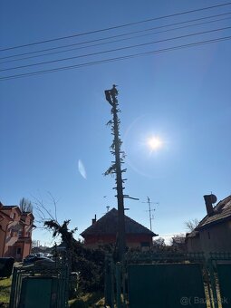 Pílenie a orez stromov - 2