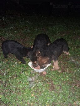 Štenietka nemeckého ovčiaka - 2