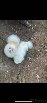 Predám Pomeranian - 2