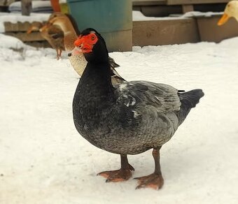 pižmový káčer čínsky - 2