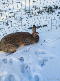 Ponukám zajace-králiky - 2