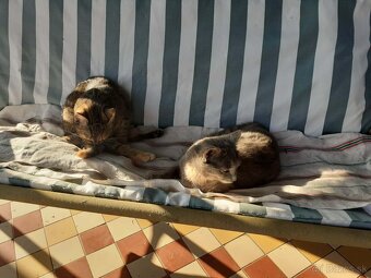 Darujem dve mačičky - 2