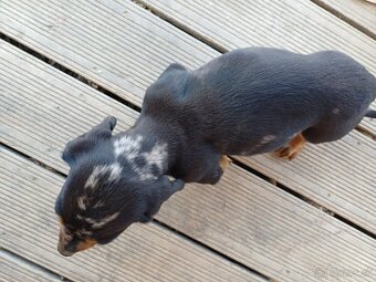 Šteniatka jazvečíka - 2