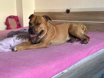 Darujem PSA do dobrich ruk - 2