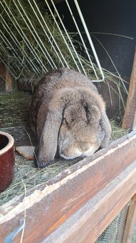 Francúzsky baran - 2