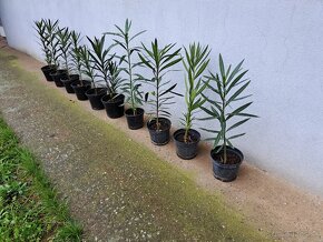 Oleander dekoracna kukurica - 2