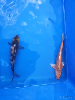 Koi kapre - 2