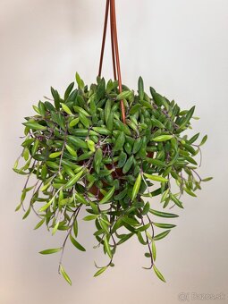 Senecio herreianus ‘Purple Flush - 2