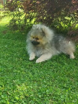 Pomeranian - 2