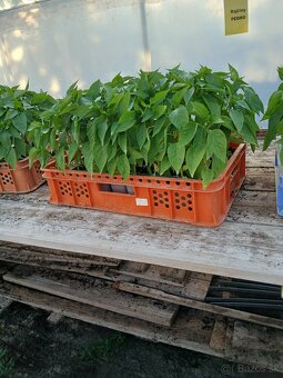 Planty - 2