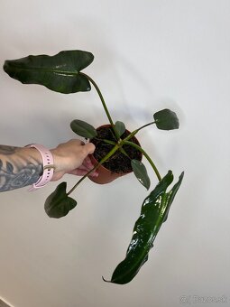 Philodendron Atabapoense - 2
