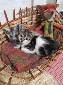 1/2 Mainská mývalia mačka/kocúr (Maine Coon) - 2