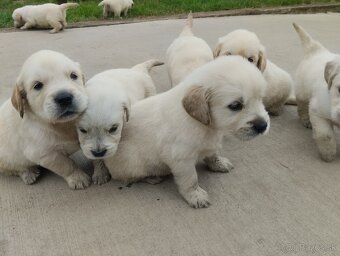 Zlatý retriever - 2