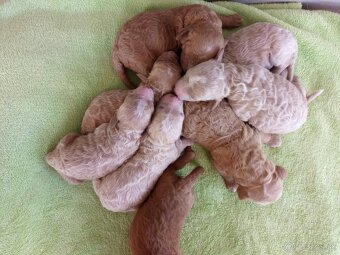 Maltipoo šteniatka - 2
