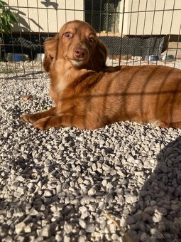 Jazvečík trpasličí dlhosrstý - 2