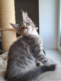 Mainska myvalia s PP - 2