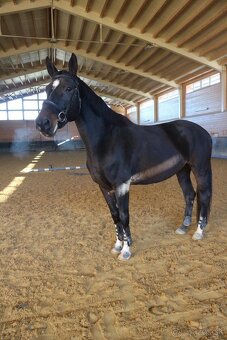 Kobyla do športu - 2